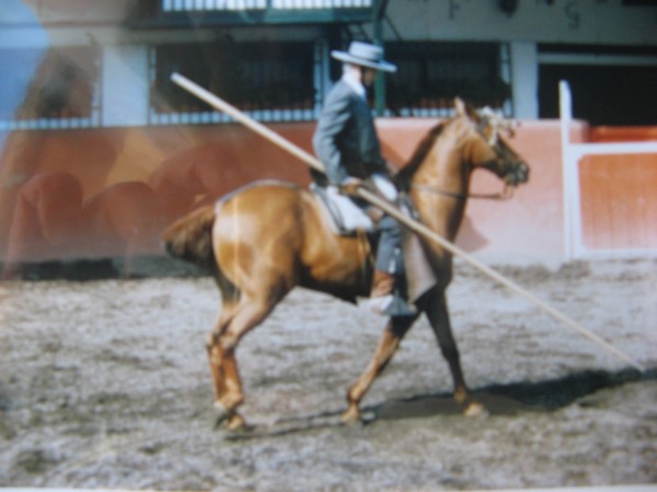 cheval3