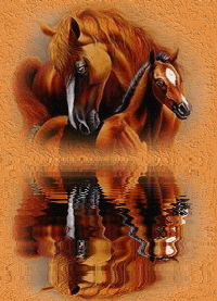 reflet chevaux